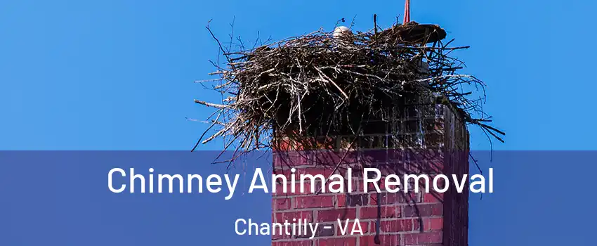  Chimney Animal Removal Chantilly - VA