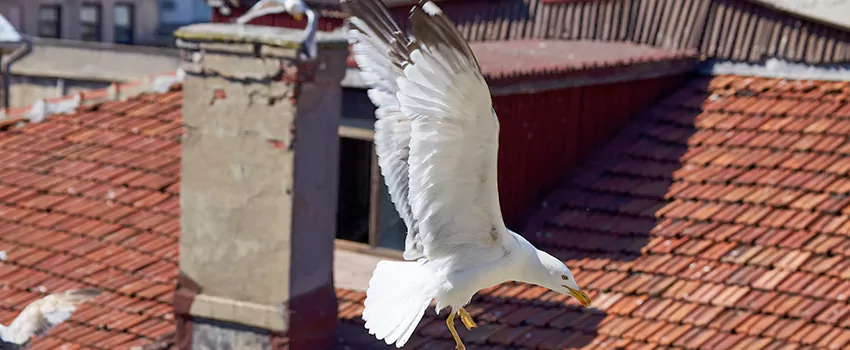 Residential Chimney Animal Removal Solution in Chantilly, VA